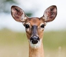 Deer with both ears up listening intently