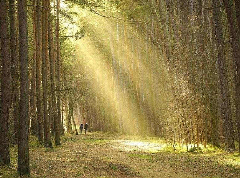 Two figures walking in a forest on a path with light streaming in through the trees