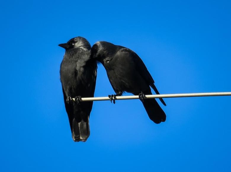 Two crows on a limb with one nuzzling up next to the other