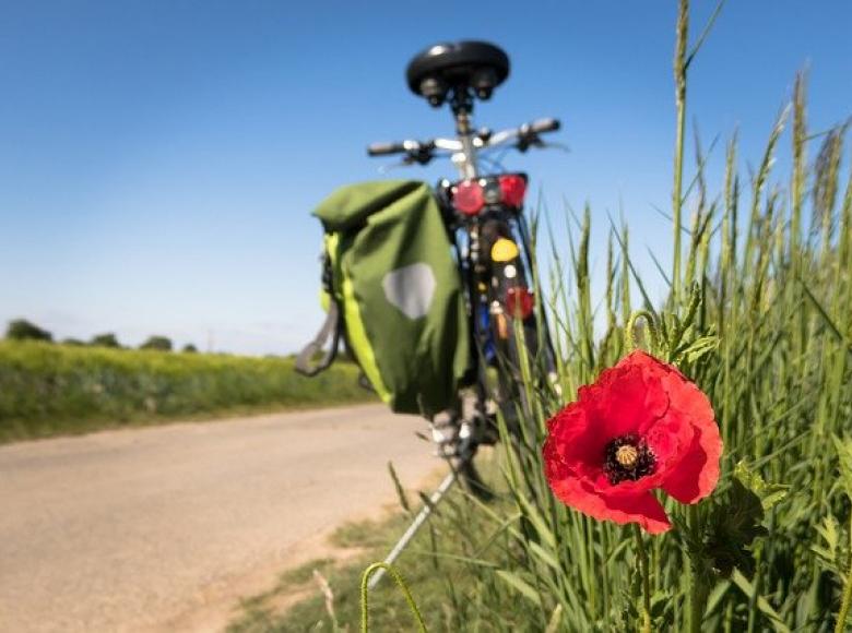 bicycle parked along side road and a red poppy flower in a sea of green grass