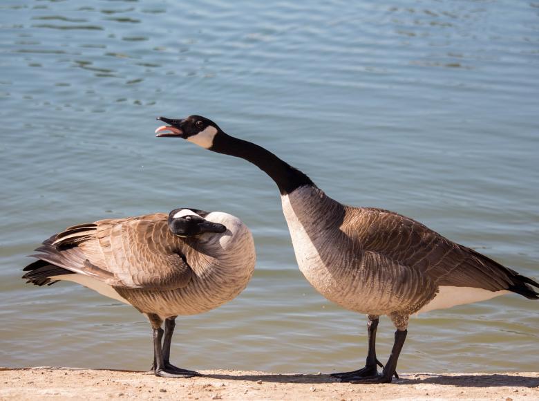 Two geese with one acting in an aggressive posture