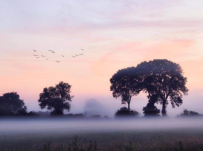birds in flight on a foggy morning