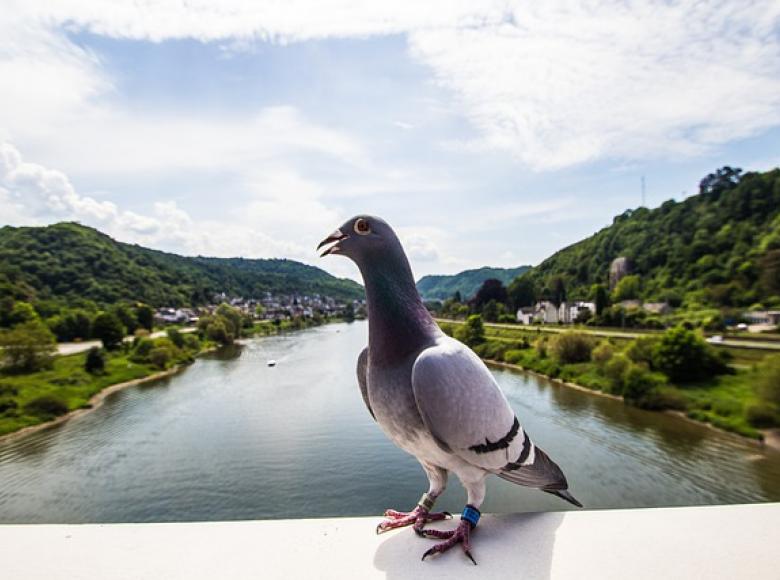 A dove on a bridge ledge over a river looking back at the camera