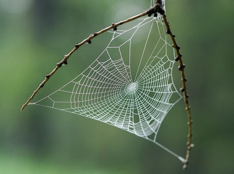 A spiderweb in nature