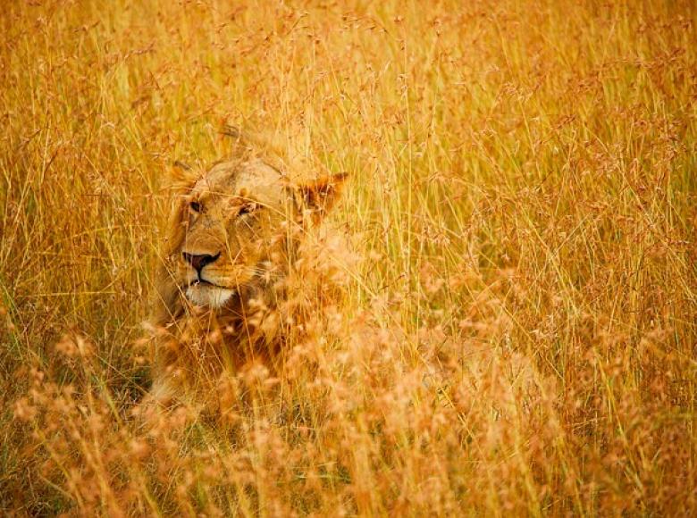 A lion camouflaged in tall dry grass