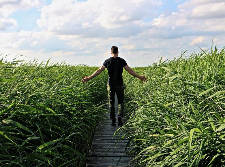 A man walking away on a narrow boardwalk with tall sea grass on either side.